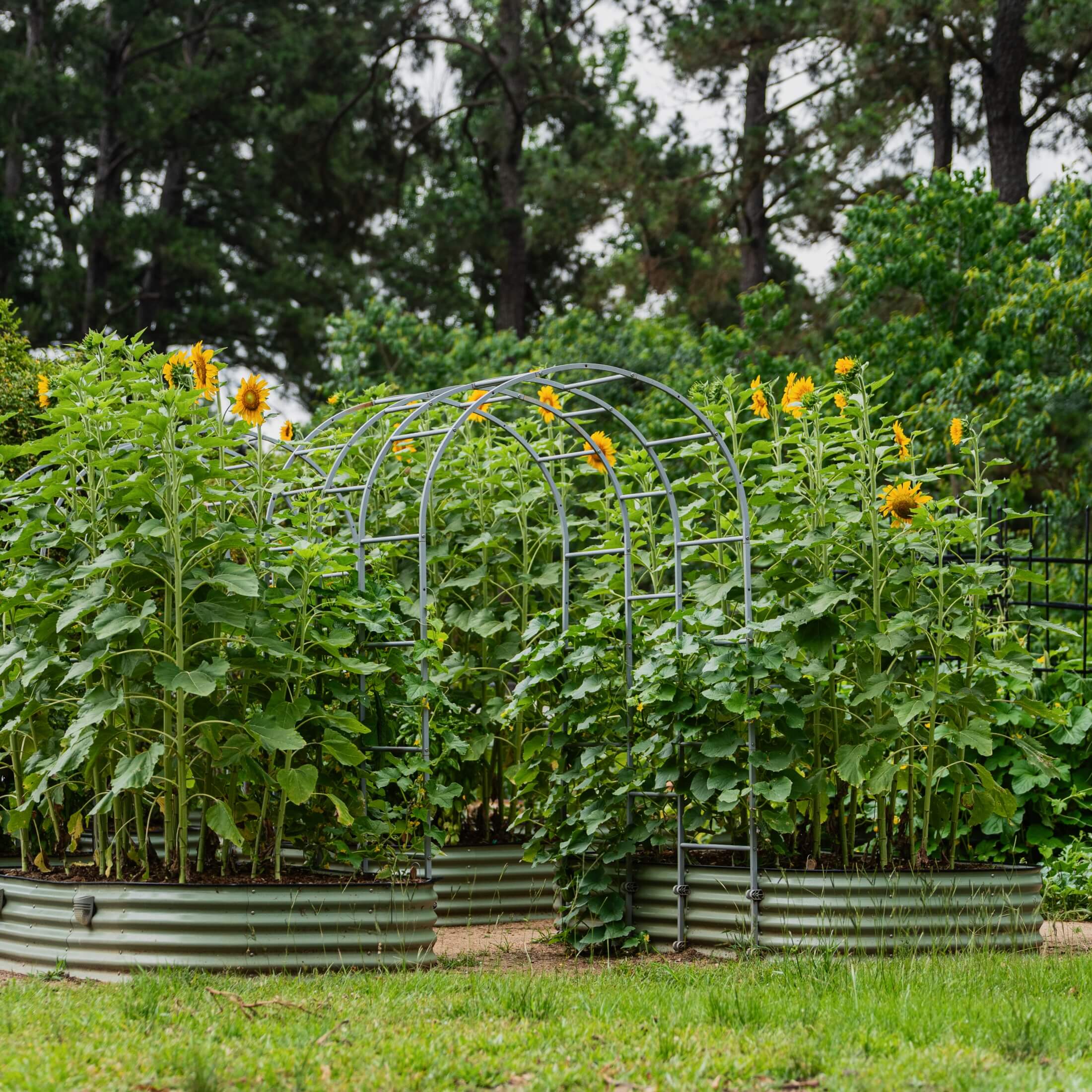 17" Tall X In 1 Giant Modular Metal Raised Garden Bed Kit - Image 16