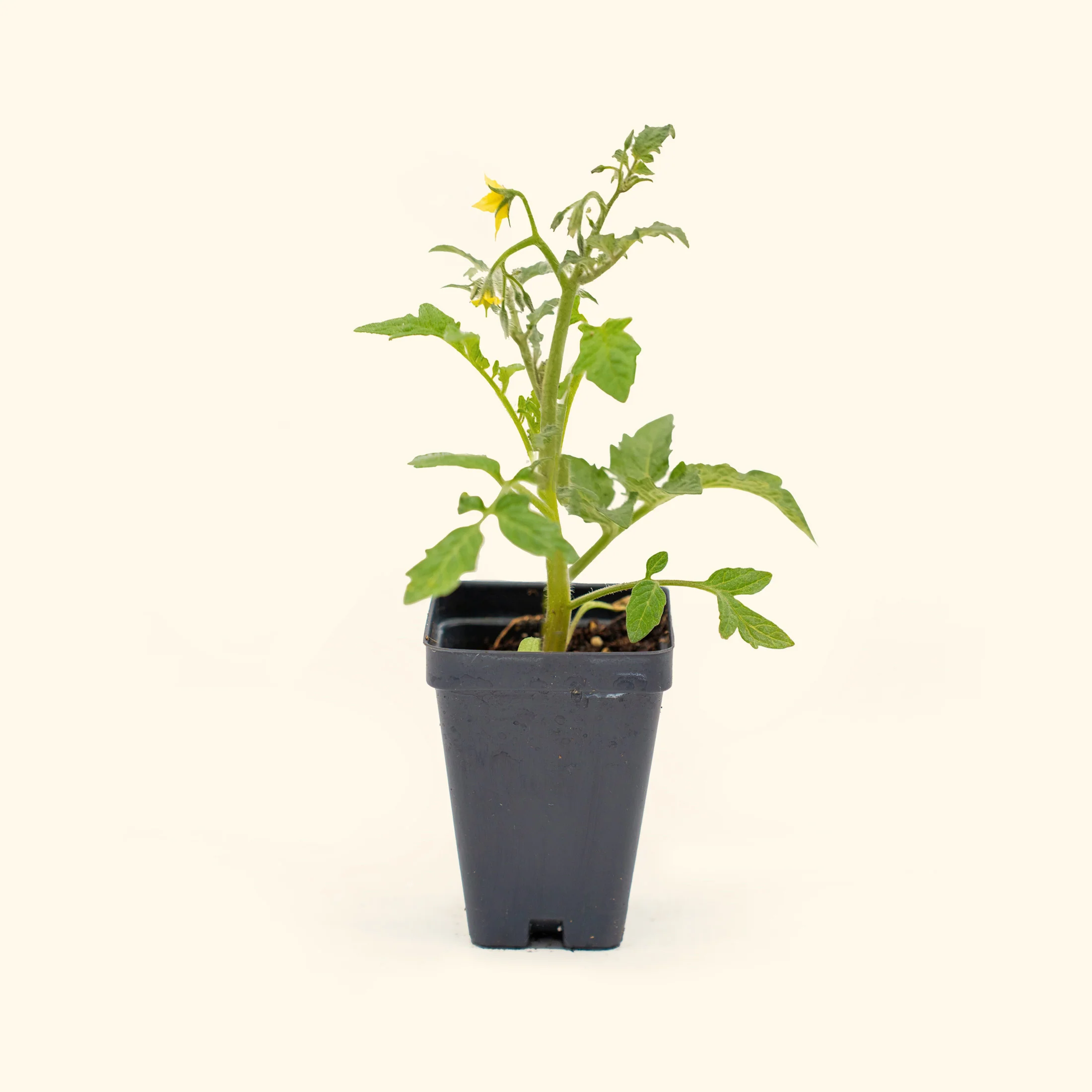 Better Boy Tomato Seedling - Image 2