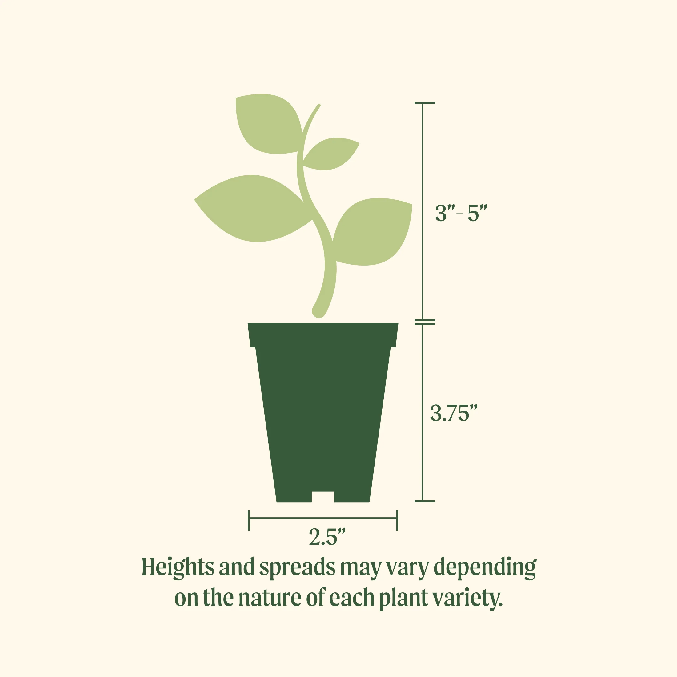 Better Boy Tomato Seedling - Image 3