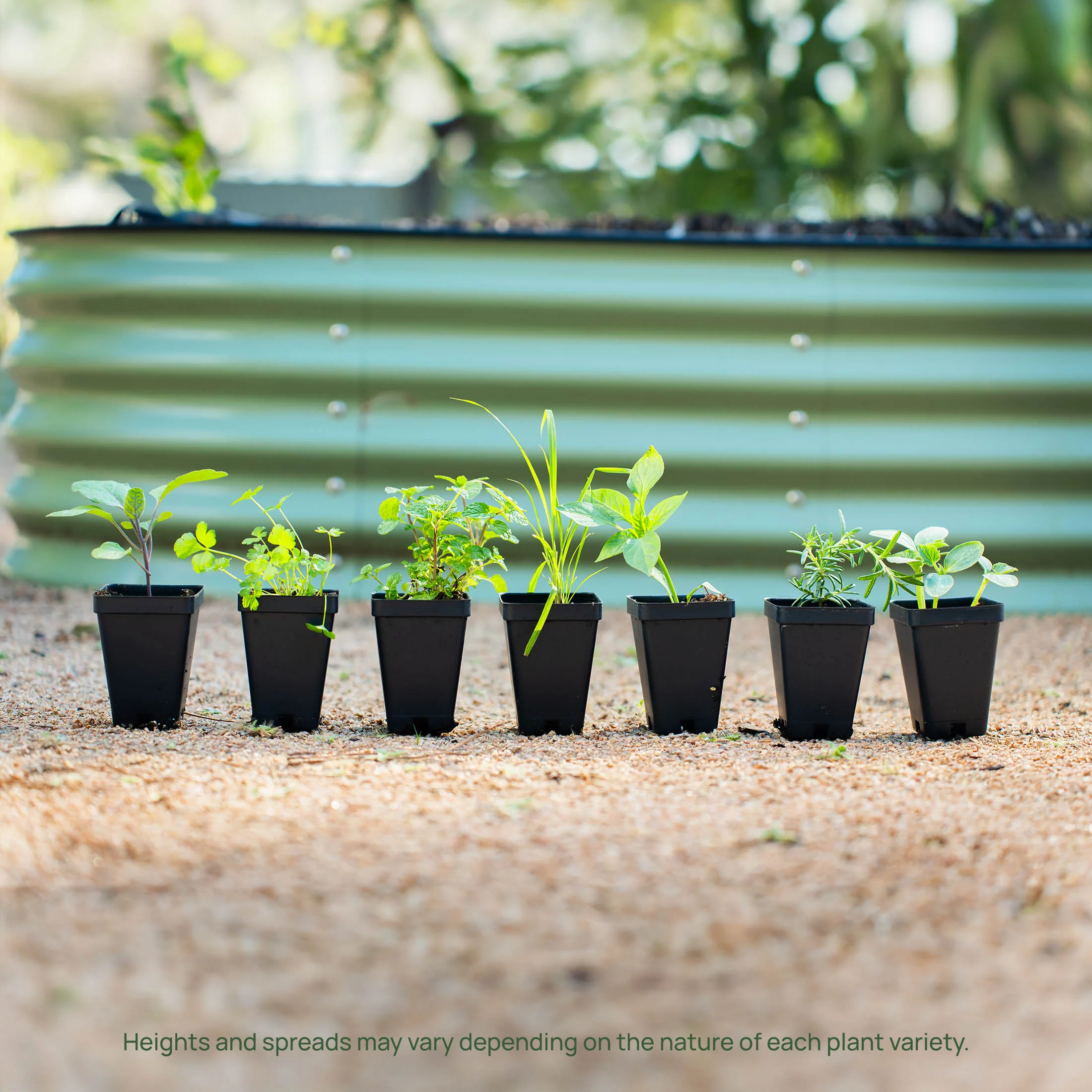 Better Boy Tomato Seedling - Image 6