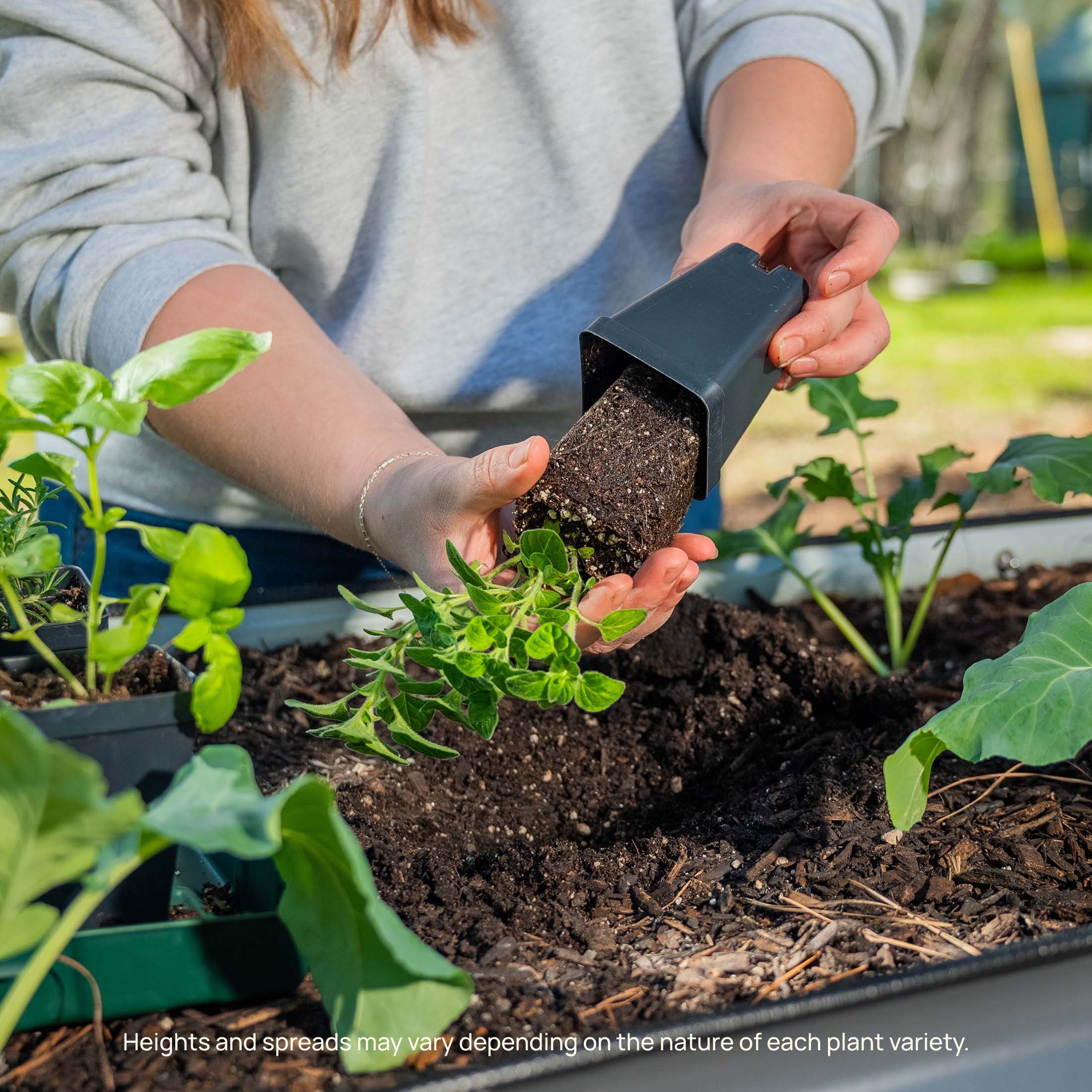 Big Bertha Bell Pepper Seedling - Image 8