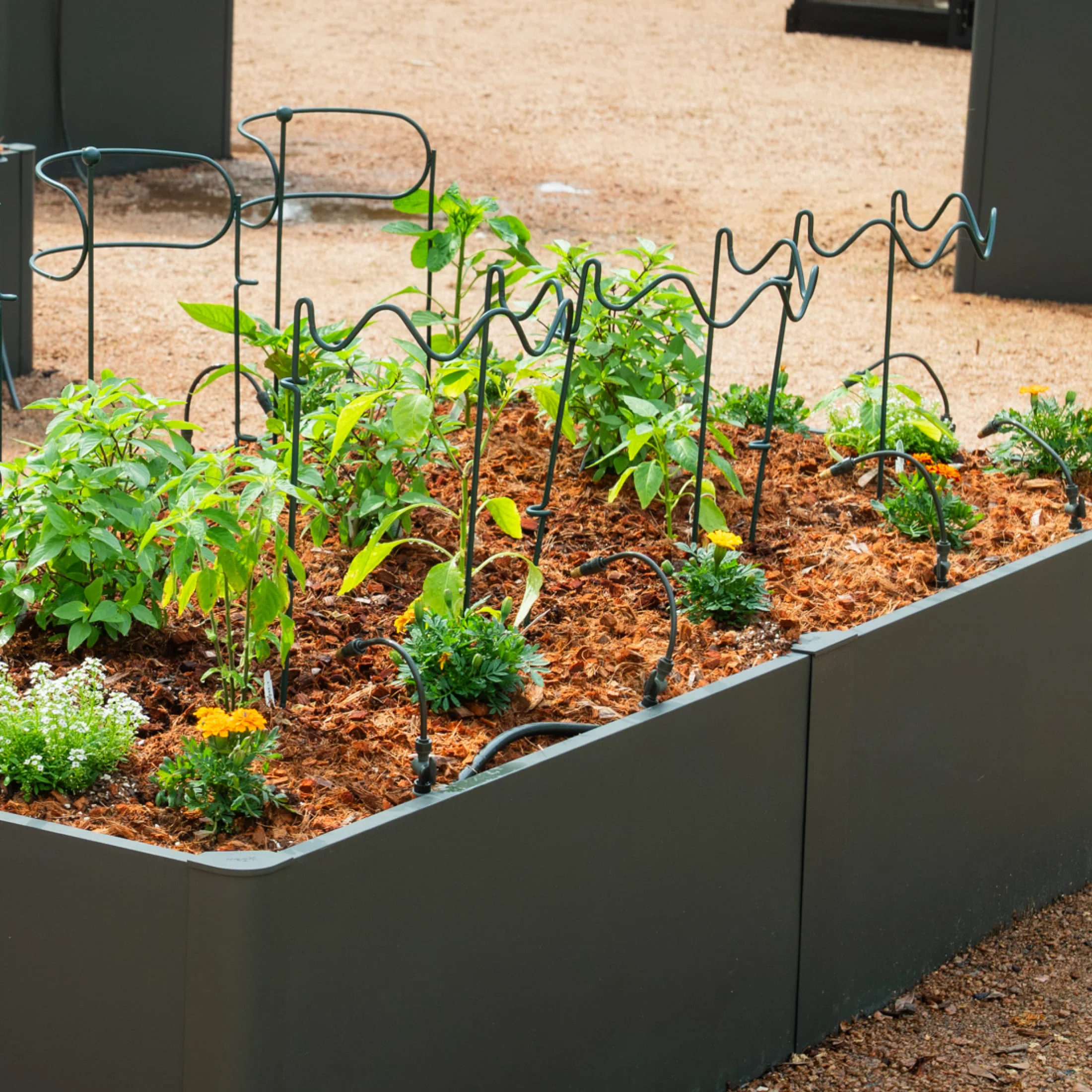Border Plant Support Curved - 6 Pack - Image 16