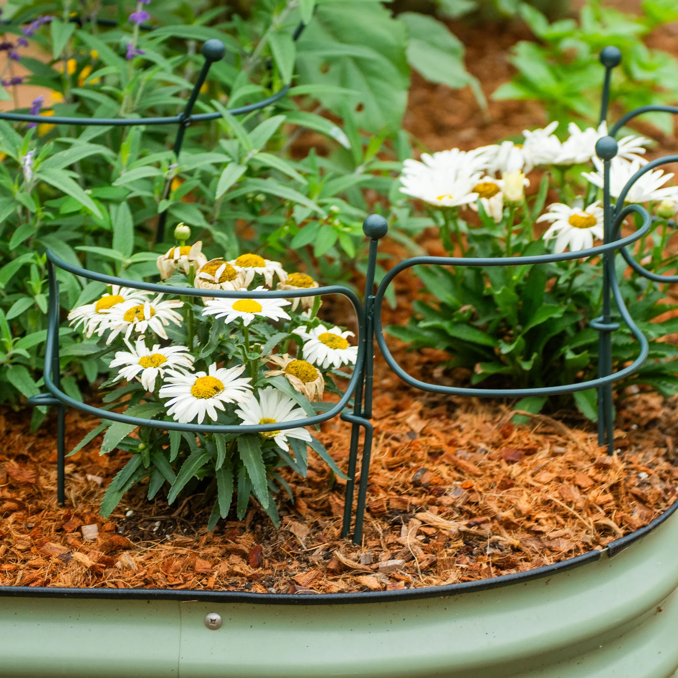 Border Plant Support Curved - 6 Pack - Image 18