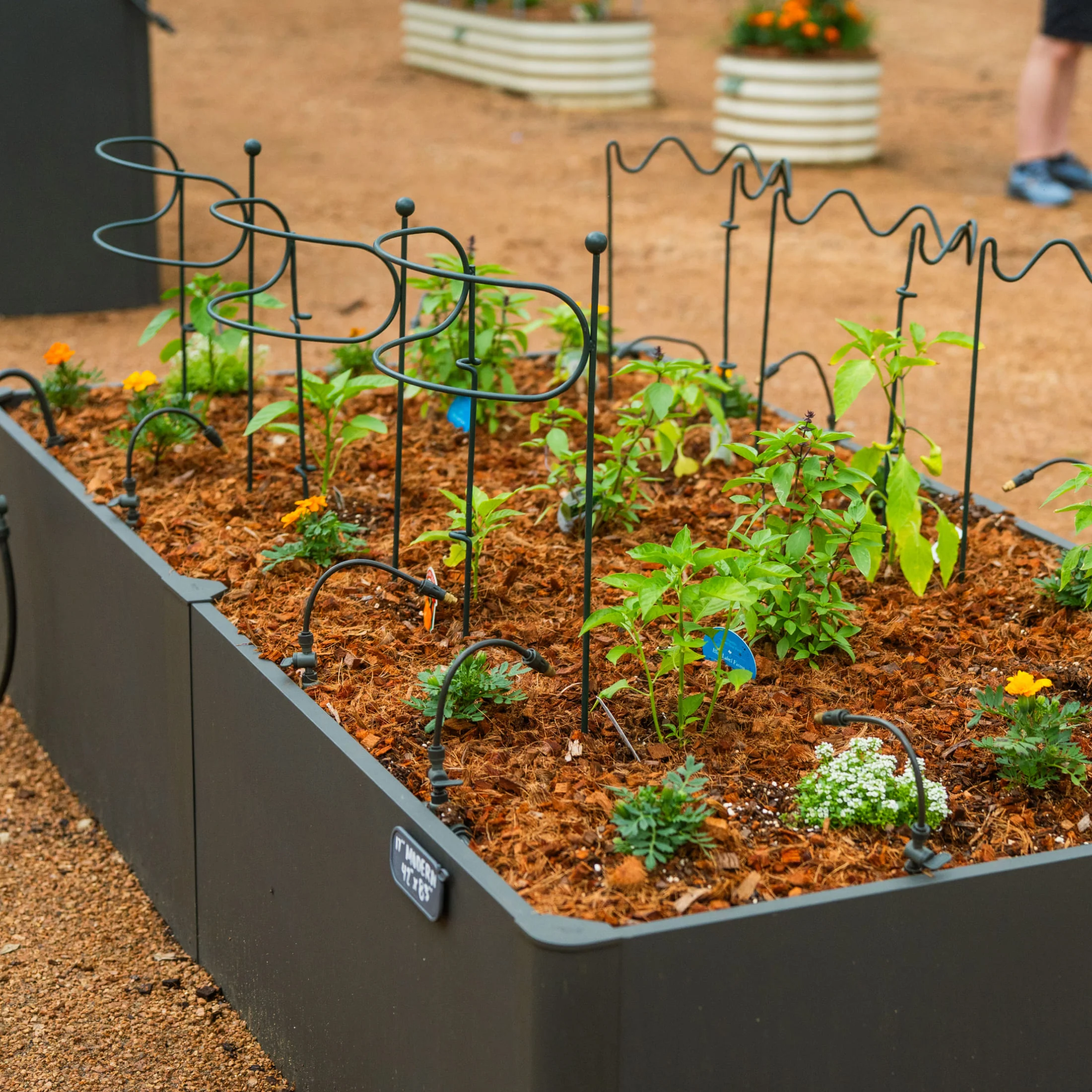 Border Plant Support Wavy - 6 Pack - Image 18