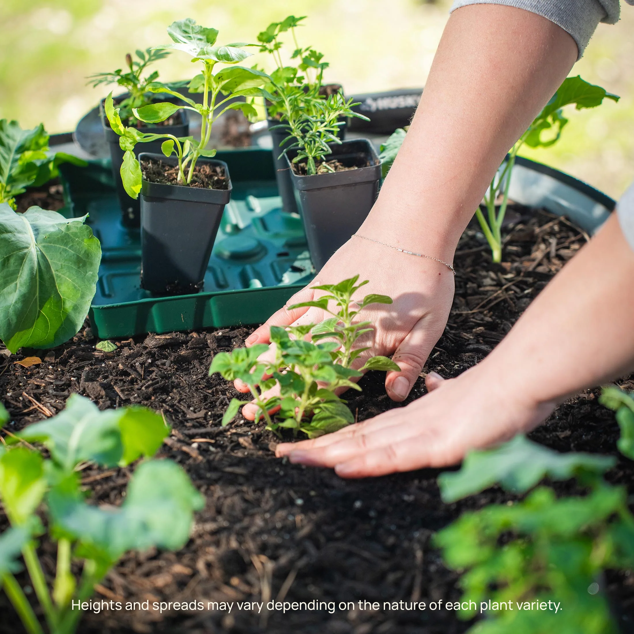 Burpless Cucumber Seedling - Image 9