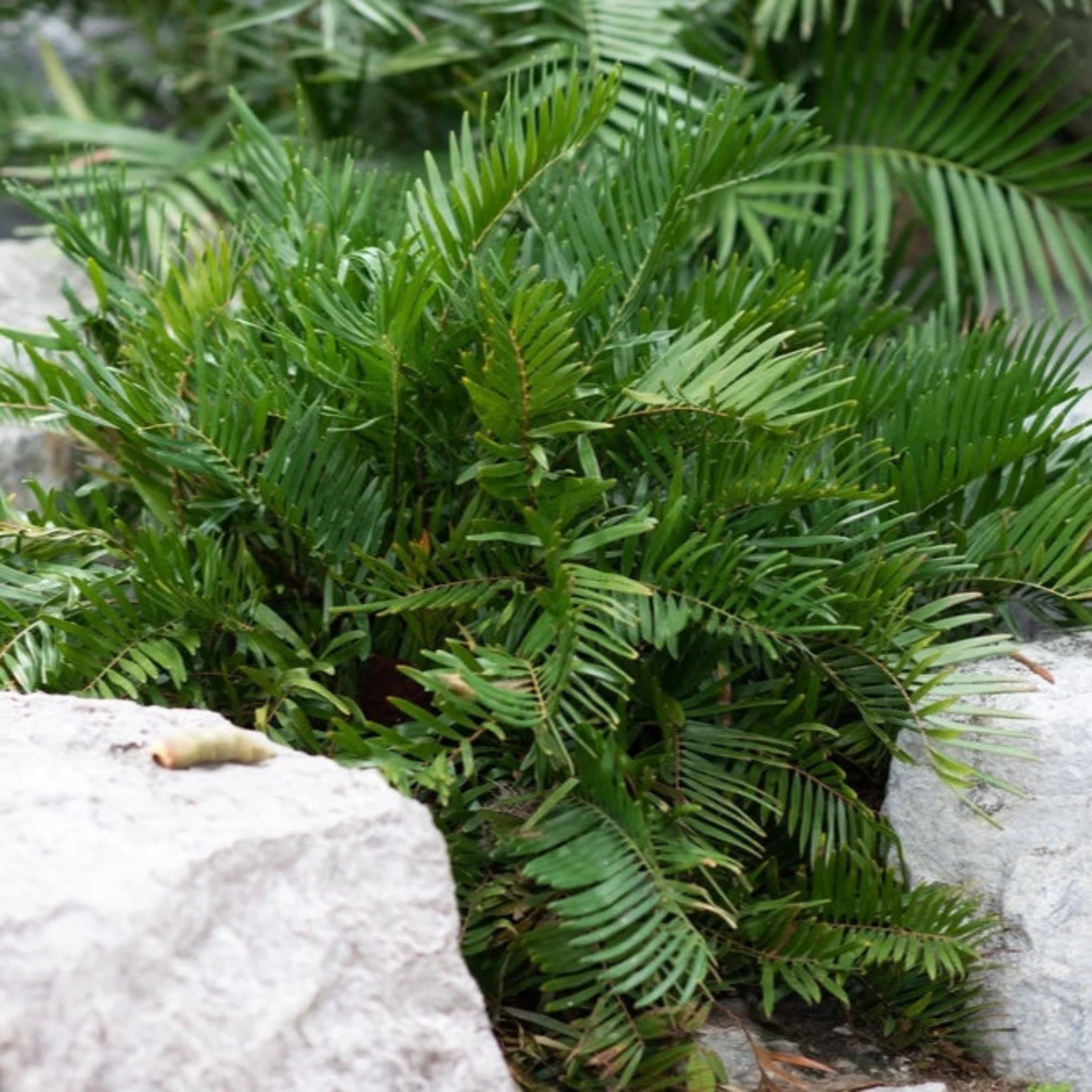 Coontie Palm