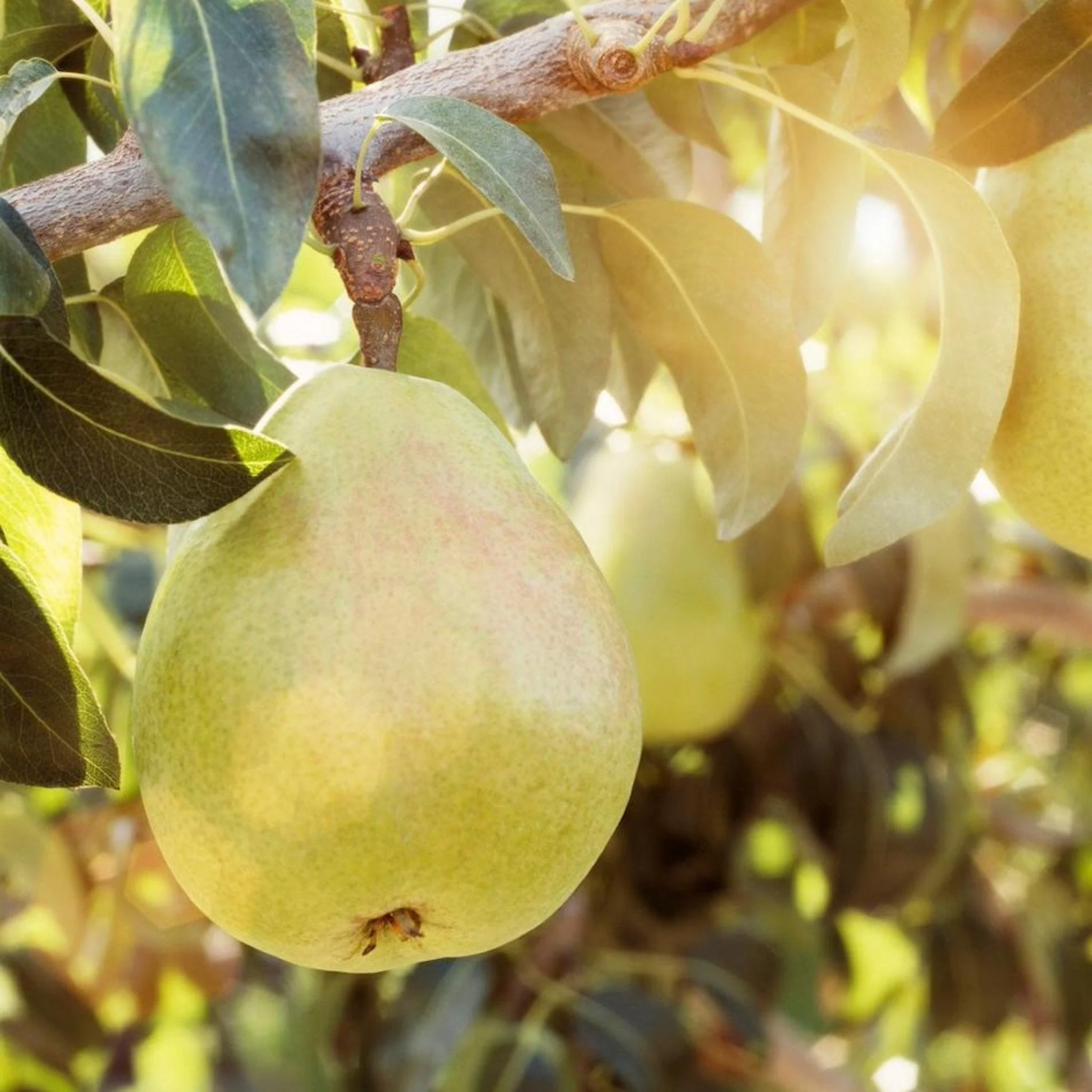 D'Anjou Pear Tree