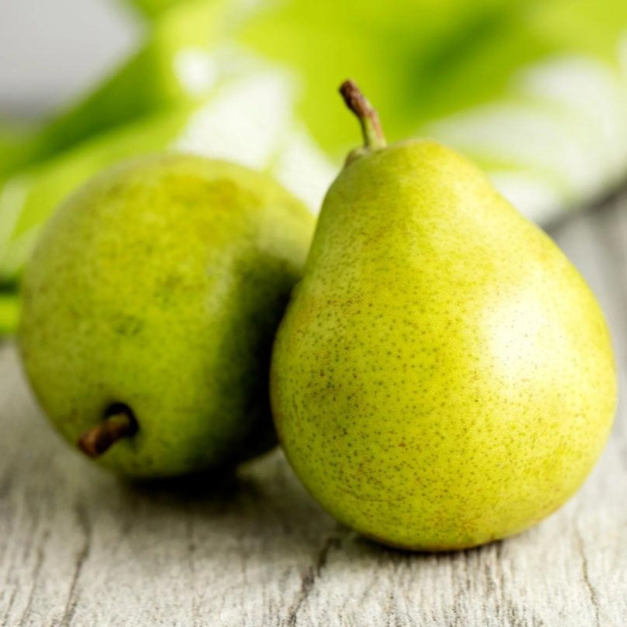 D'Anjou Pear Tree - Image 3