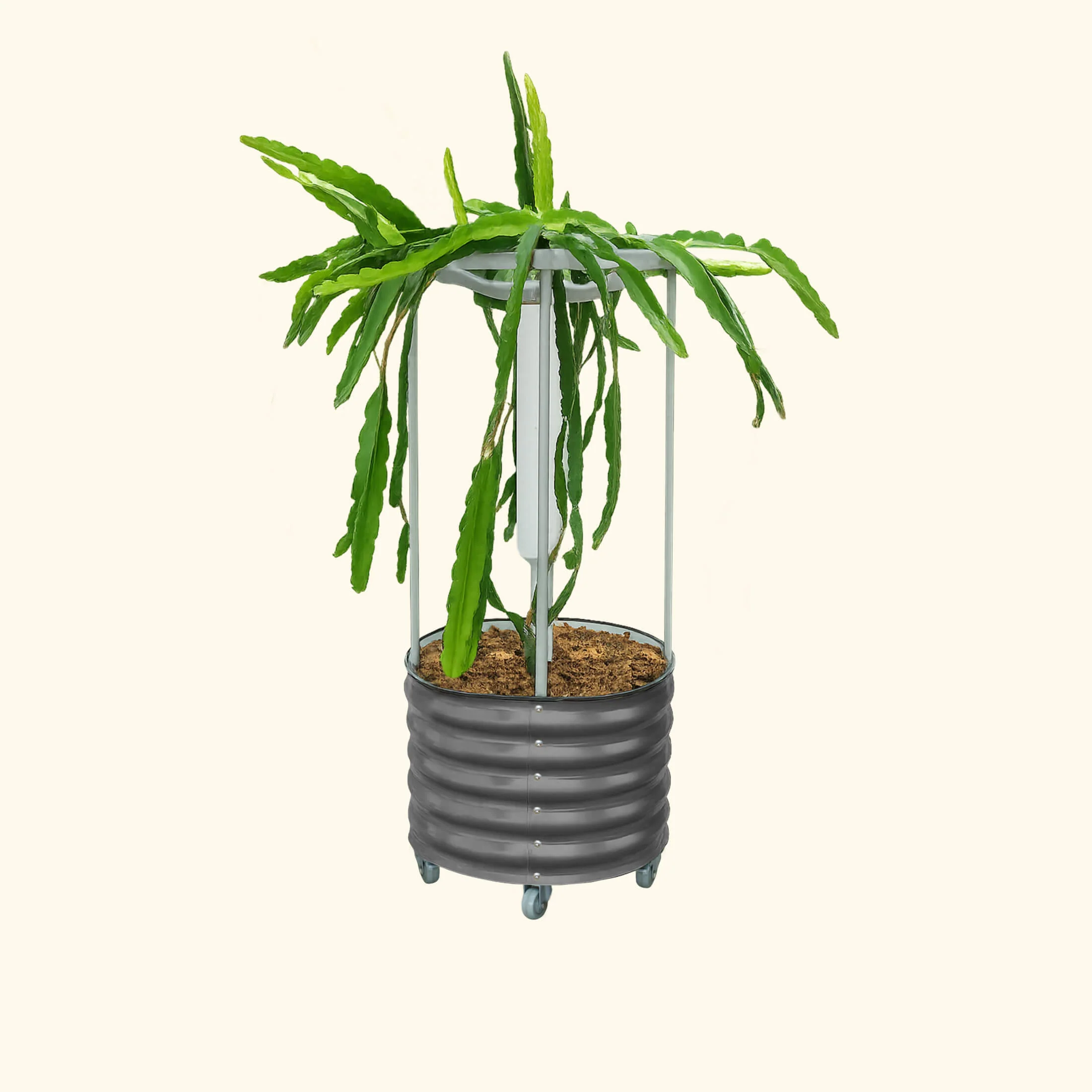 Classic Rolling Dragon Fruit Planter - Image 3