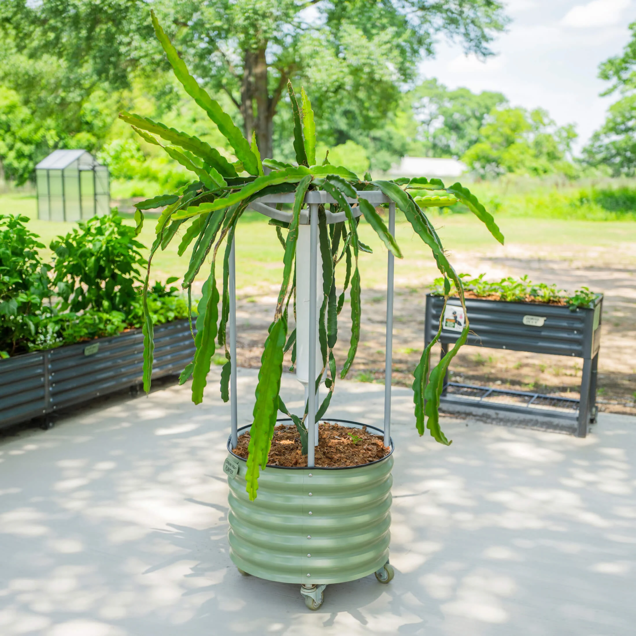Classic Rolling Dragon Fruit Planter - Image 4