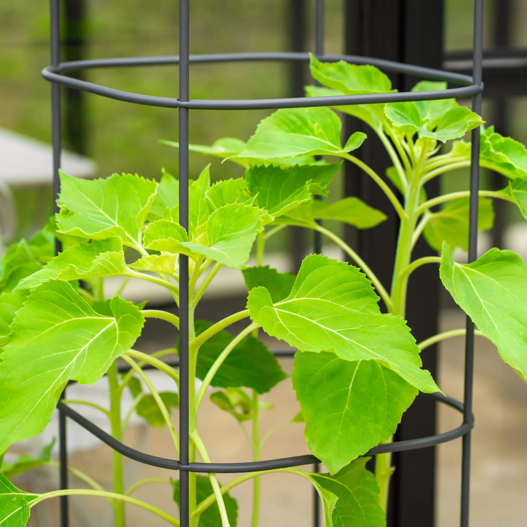 EZ Self-Watering Tomato Planter with Trellis Gen 2 - Image 13