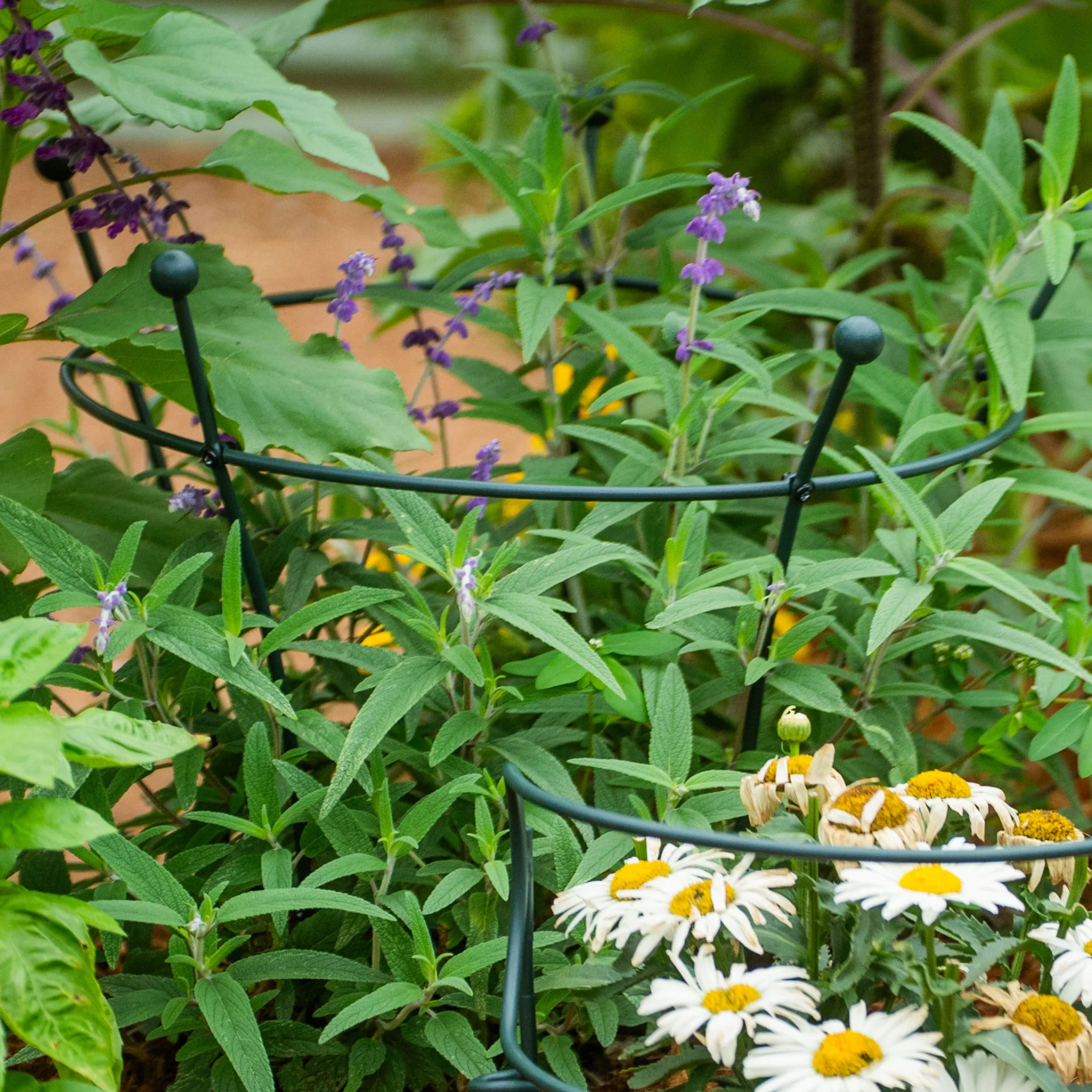 Flower Cage Trumpet - 2 Pack - Image 15