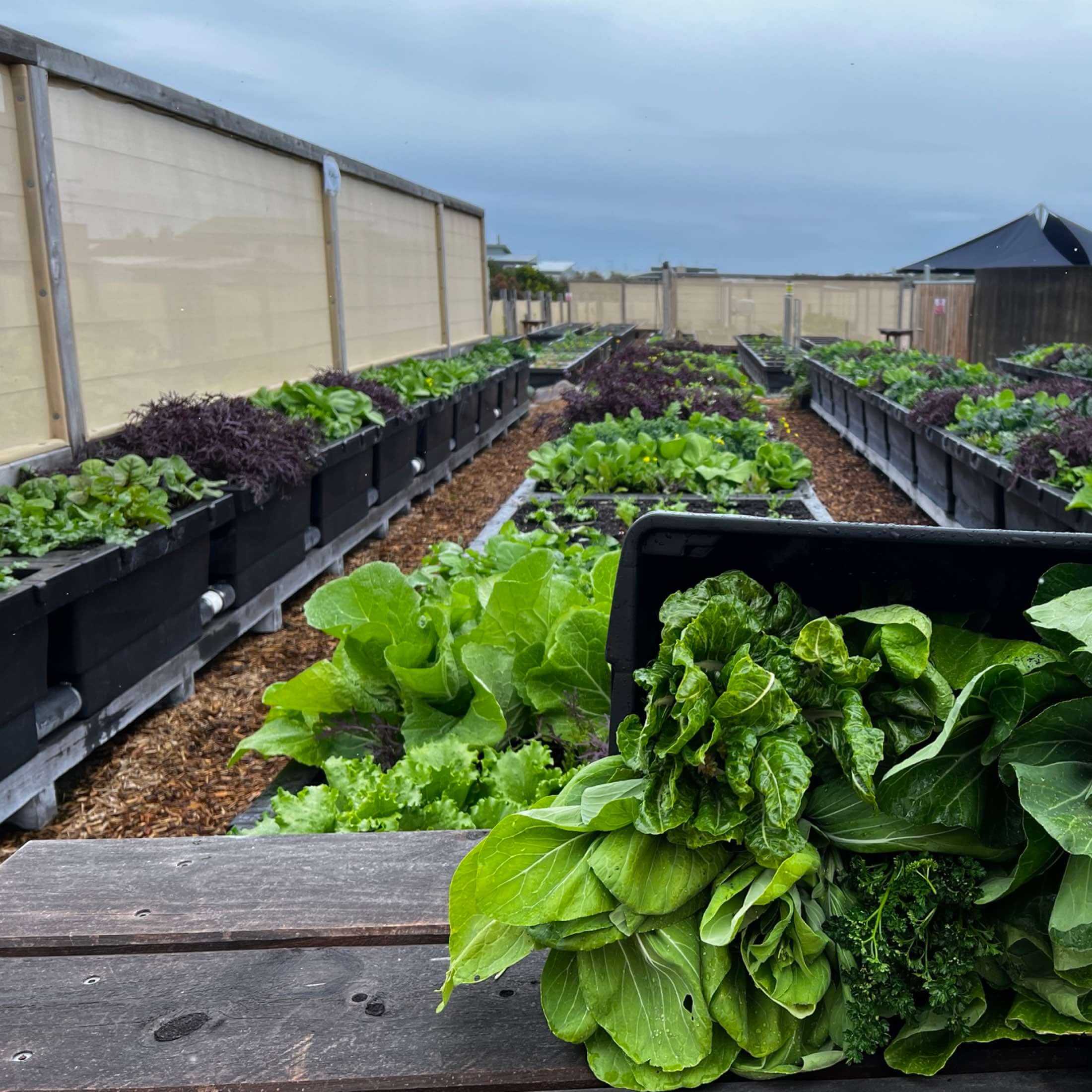 Foodcube™ Slim- The Next Generation of Self Watering Raised Garden Elevated - Image 5
