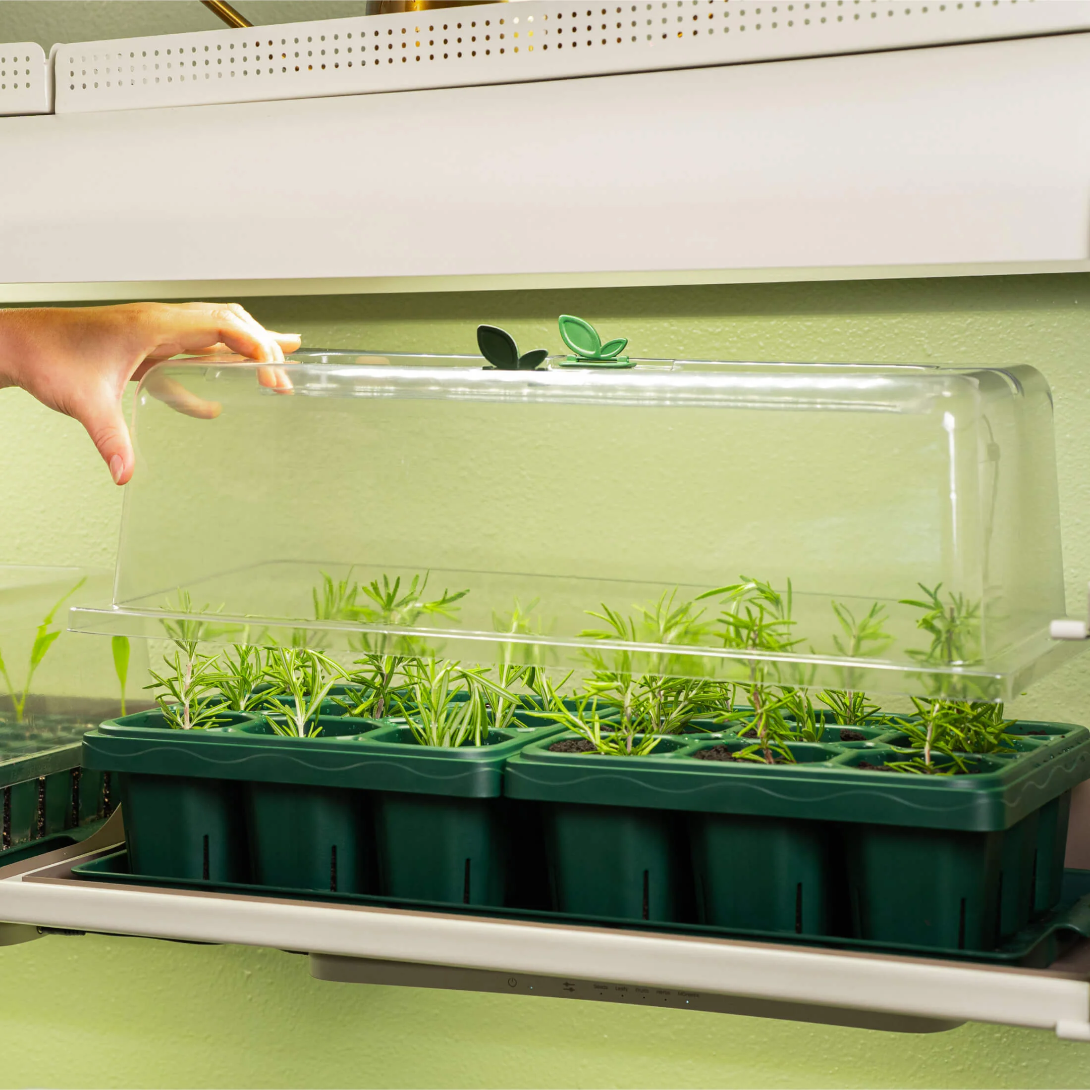 Giga Seedling Tray - 10" x 10" - Image 4