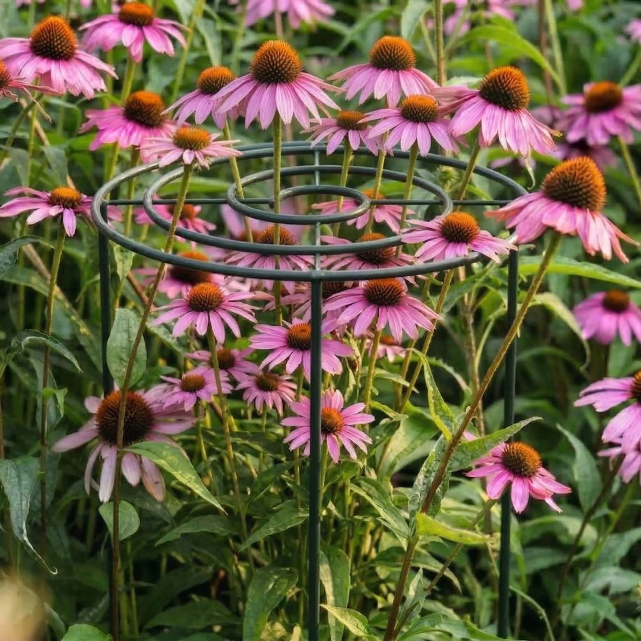 Grow Through Support - Spiral - 3 Pack - Image 6