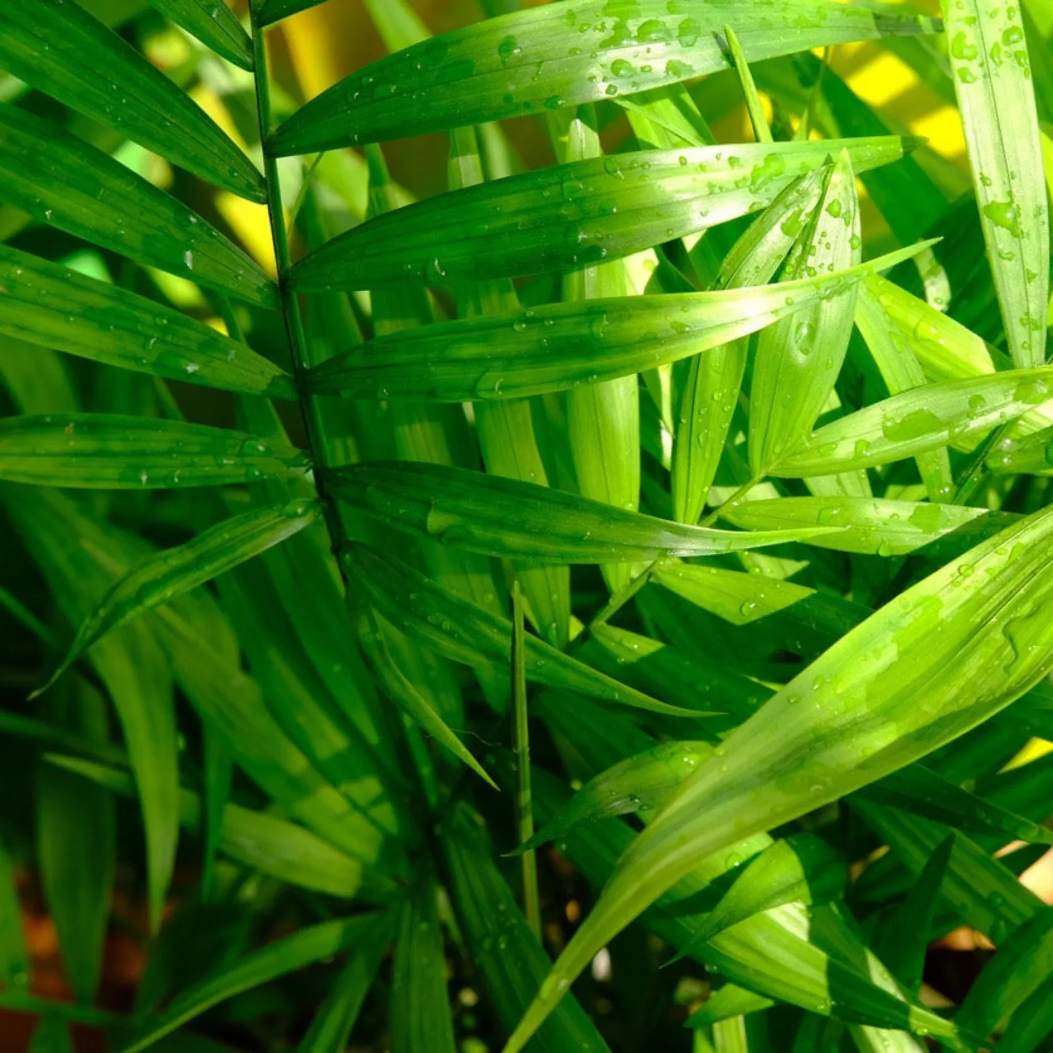 Hawaiian Kentia Palm