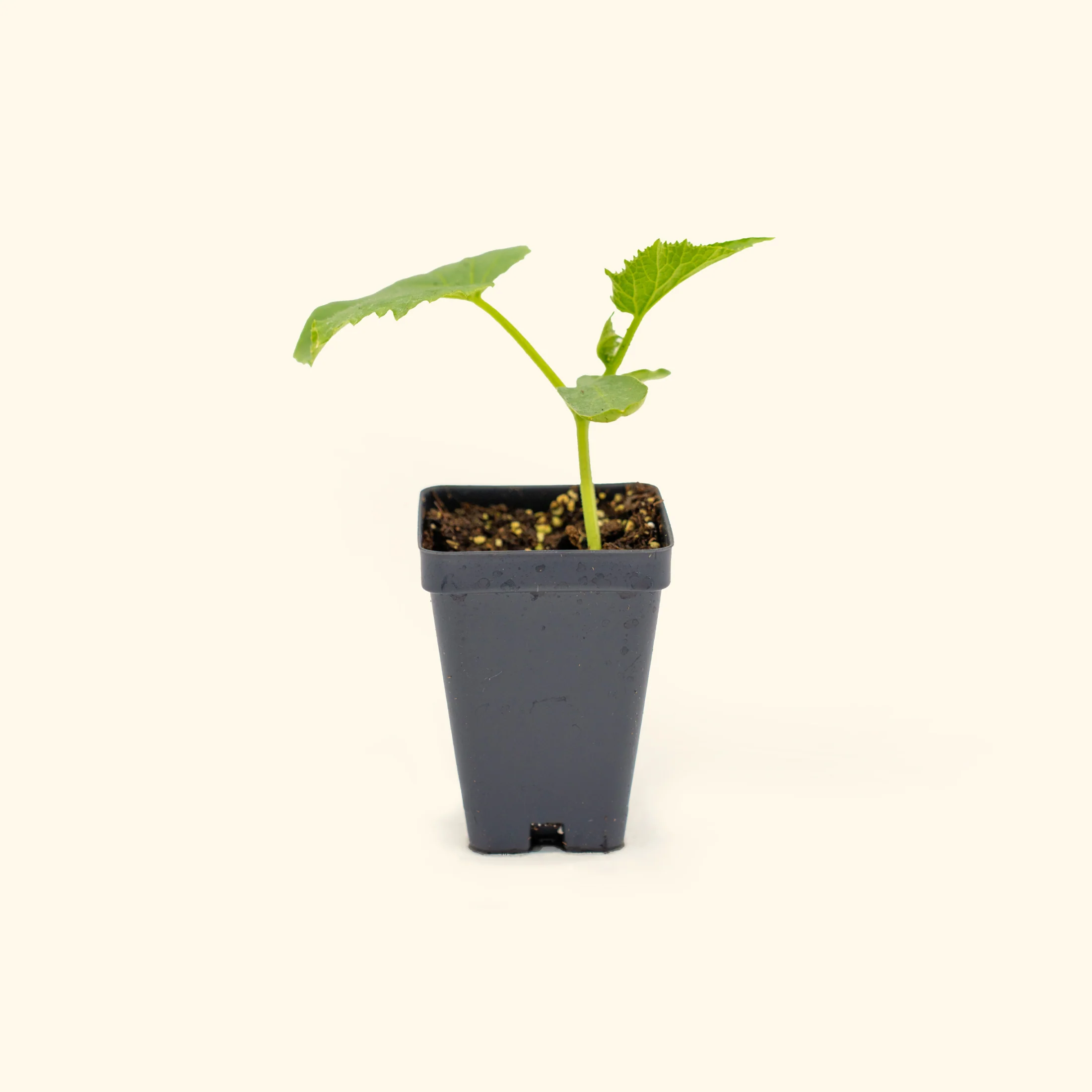 Patio Snacker Cucumber Seedling - Image 2