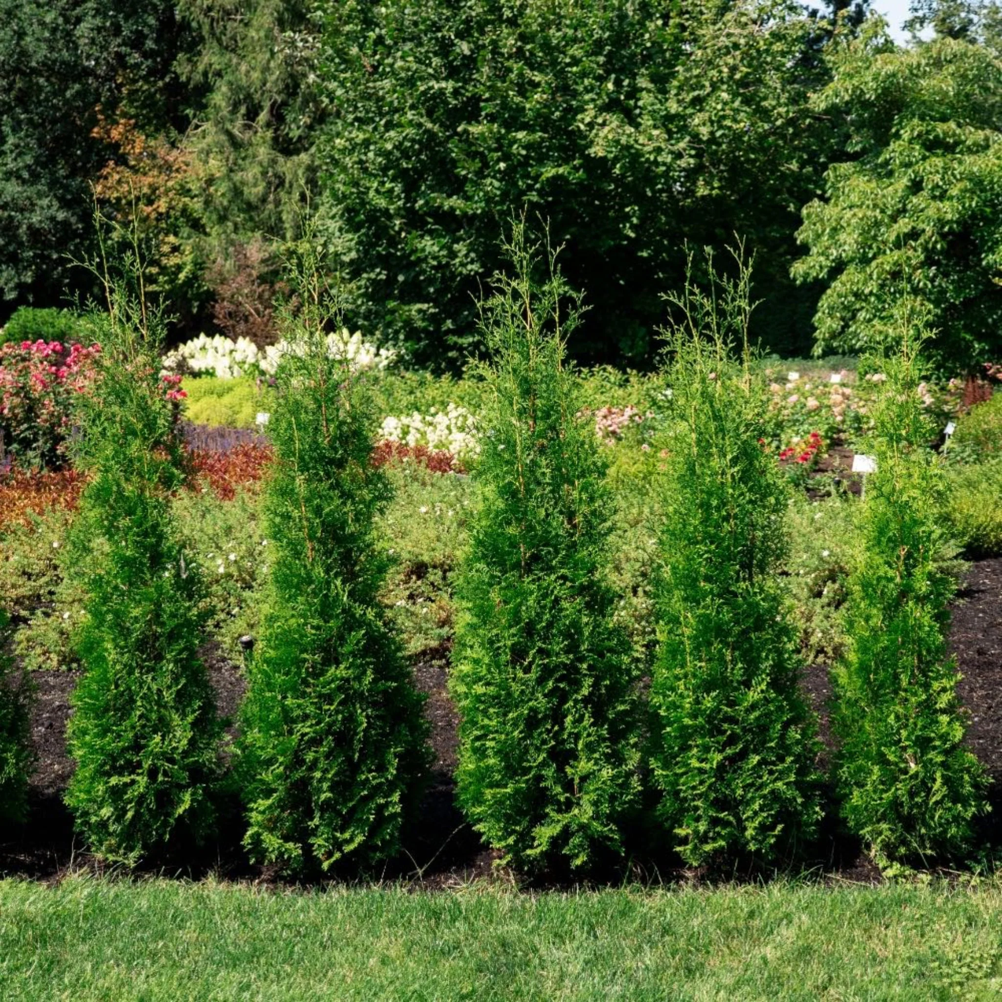 Private Jet™ Arborvitae