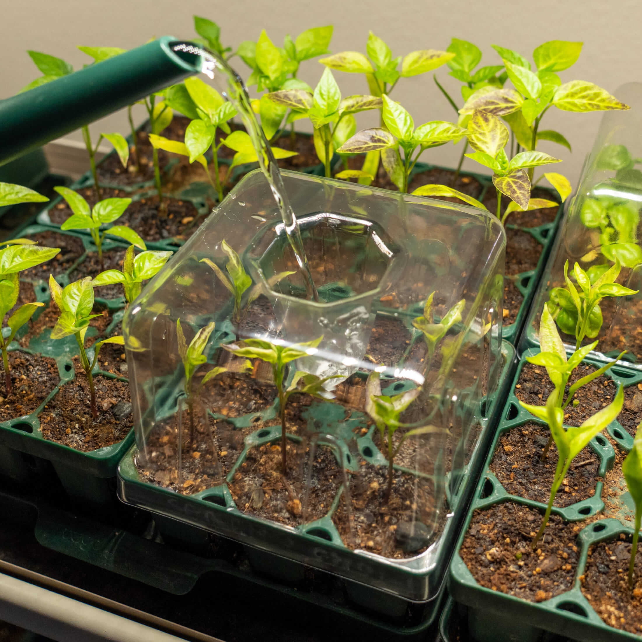 Seedling Drip Humidity Dome - 5" x 5" - Image 6