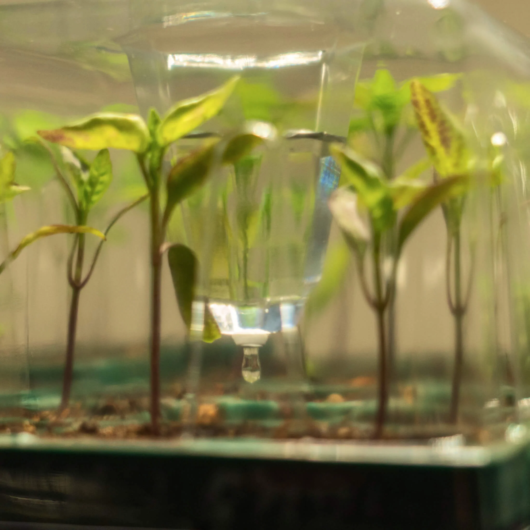 Seedling Drip Humidity Dome - 5" x 5" - Image 7