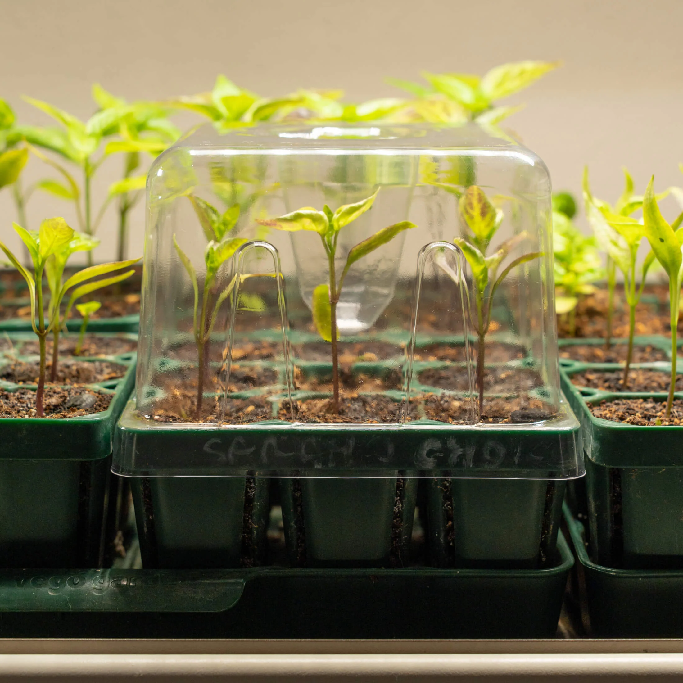Seedling Drip Humidity Dome - 5" x 5" - Image 8