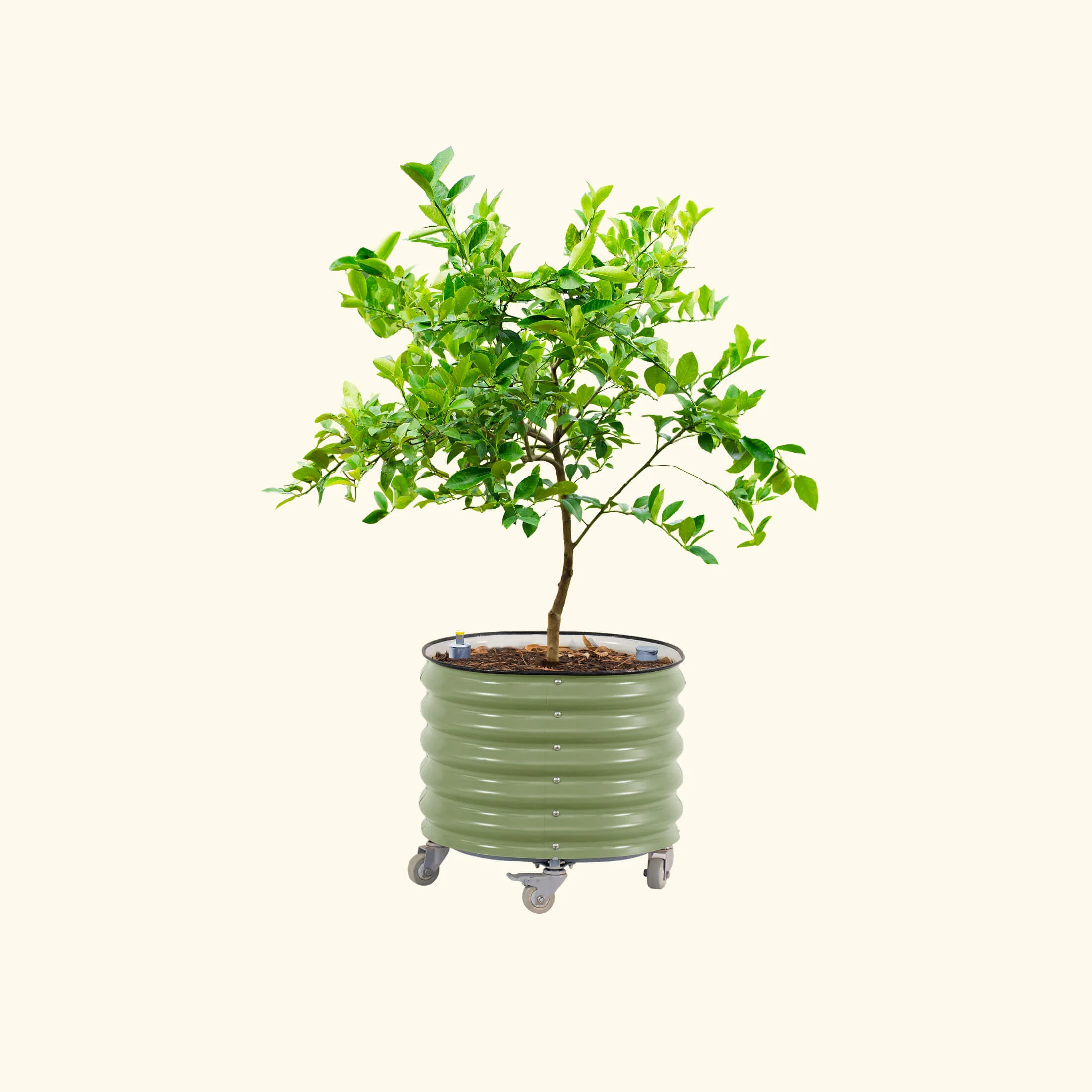Self-Watering Rolling Citrus Tree Planter 30 Gallon - Gen 3 - Image 3