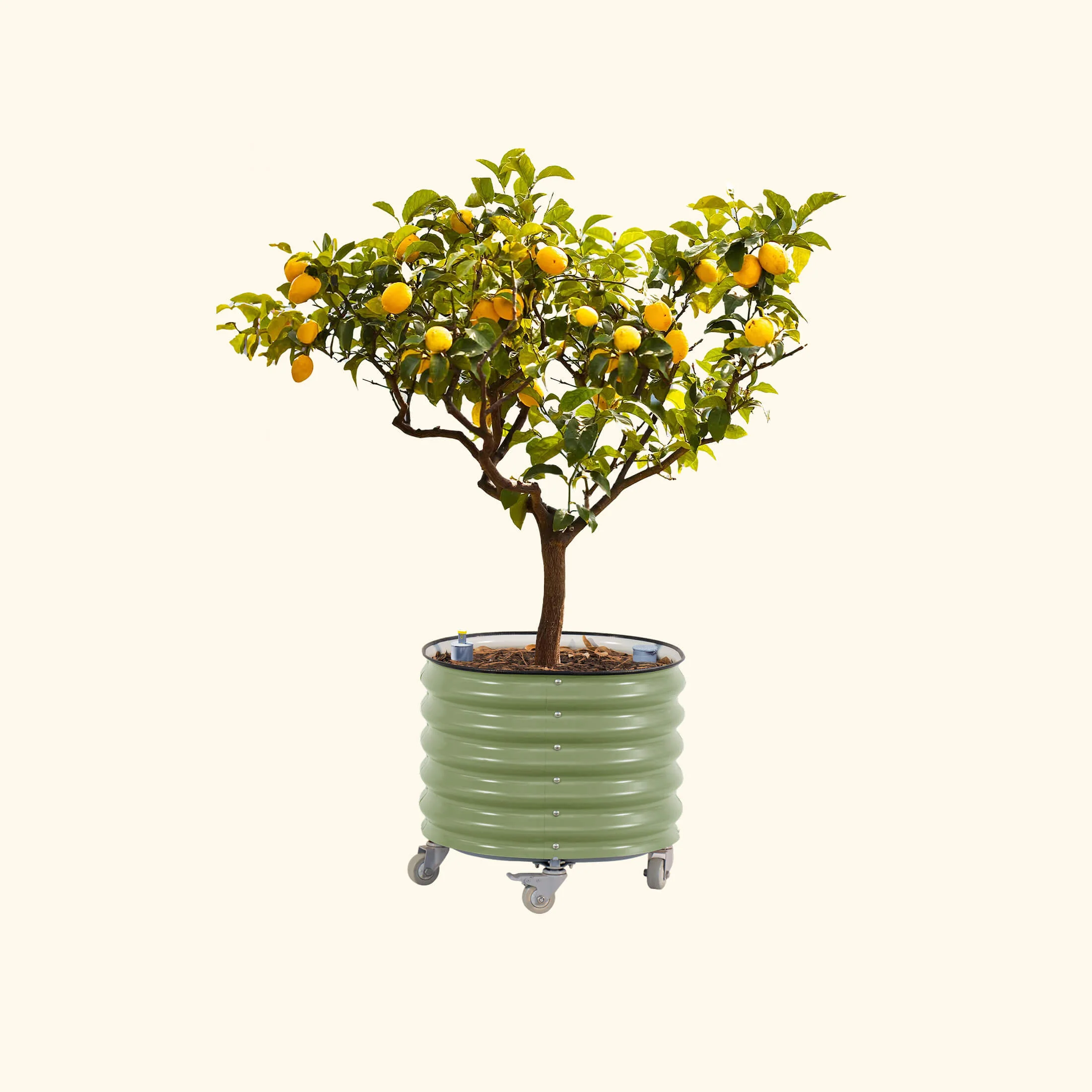 Self-Watering Rolling Citrus Tree Planter 30 Gallon - Gen 3 - Image 4