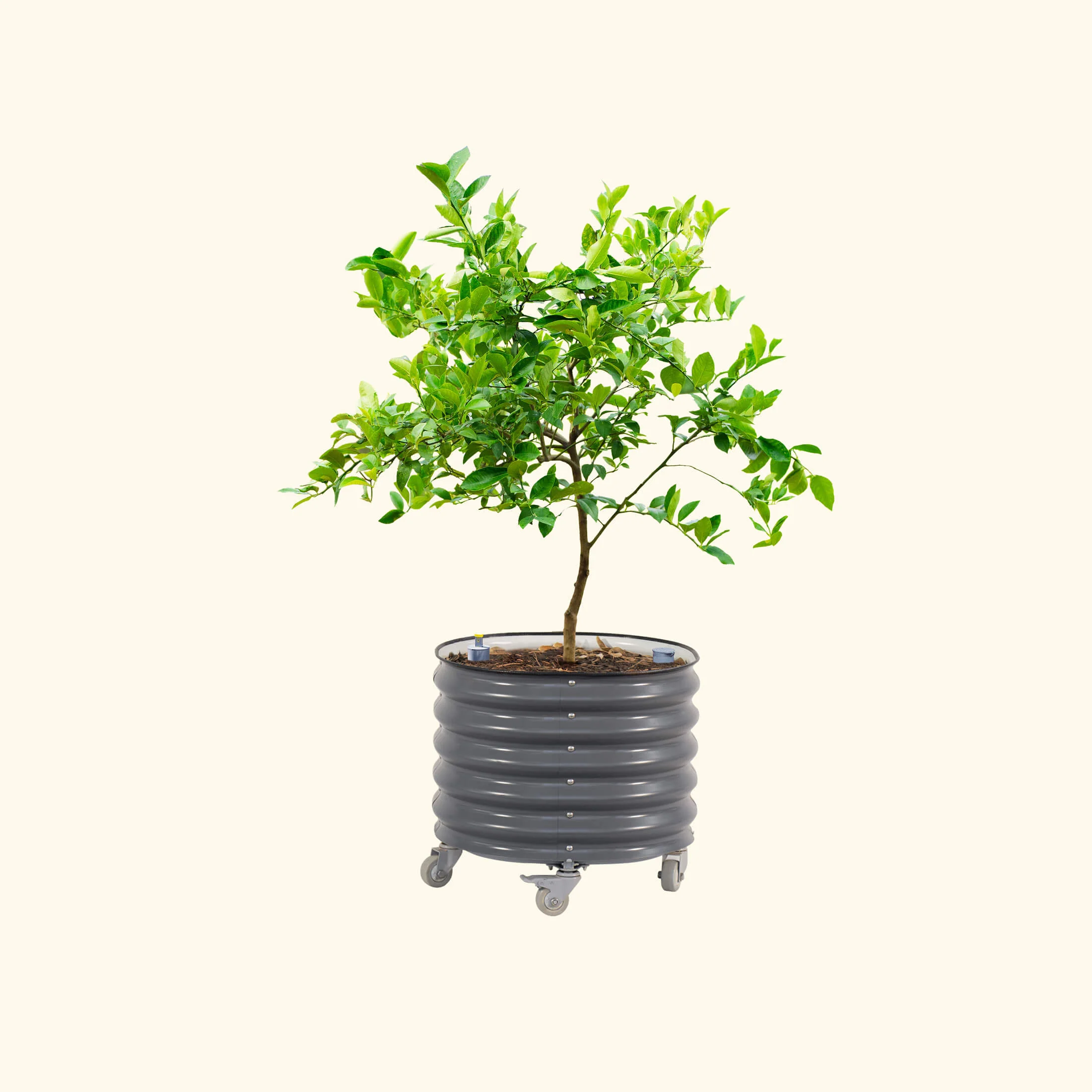 Self-Watering Rolling Citrus Tree Planter 30 Gallon - Gen 3 - Image 5