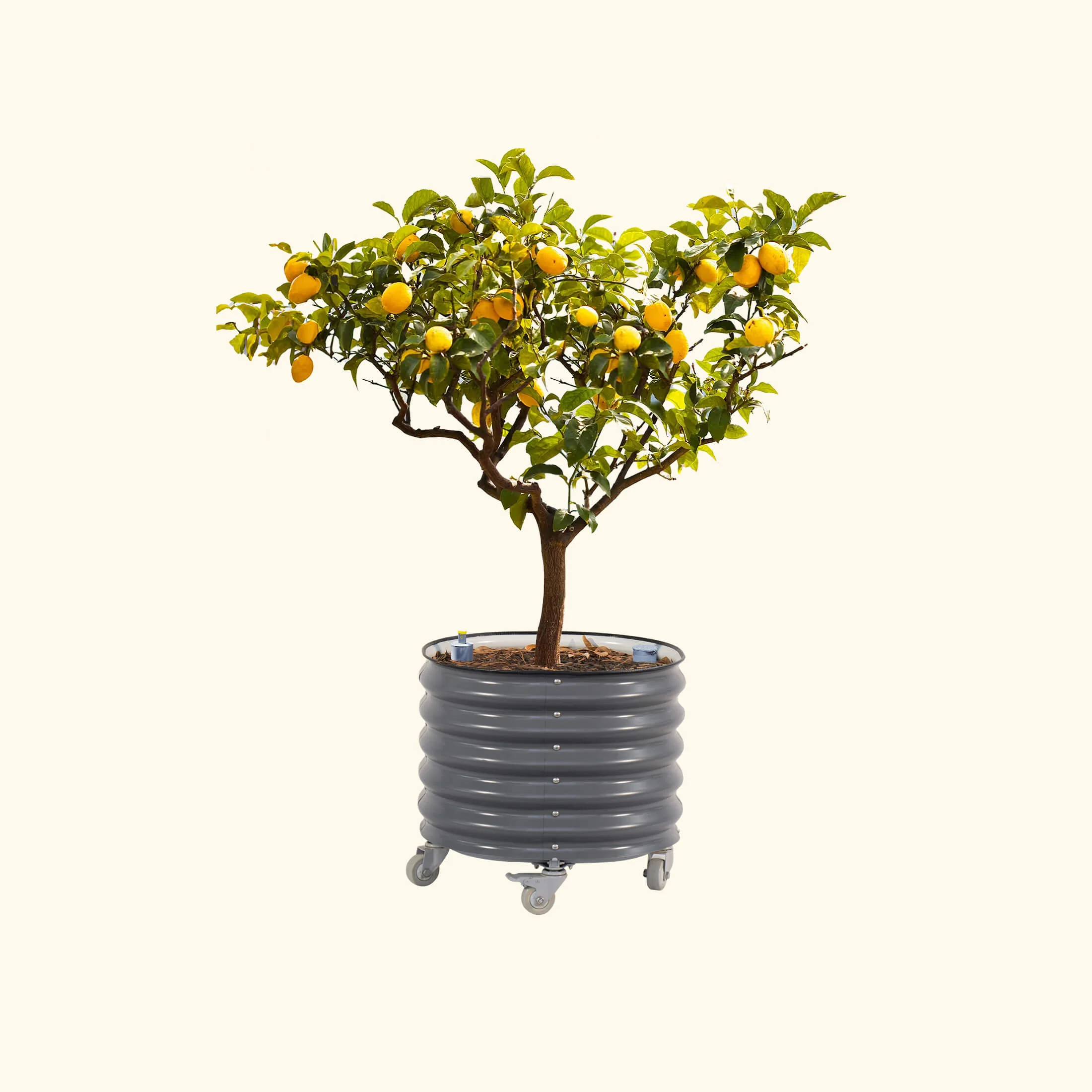 Self-Watering Rolling Citrus Tree Planter 30 Gallon - Gen 3 - Image 6