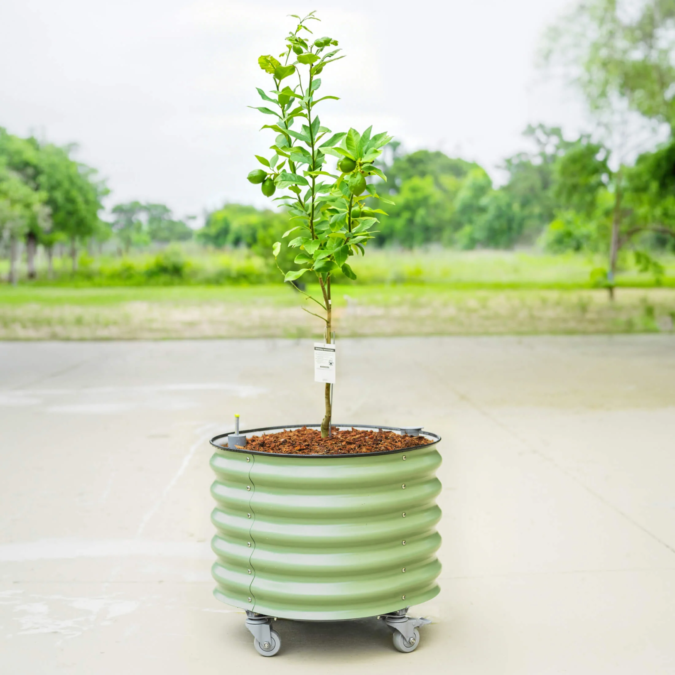 Self-Watering Rolling Citrus Tree Planter 30 Gallon - Gen 3 - Image 7