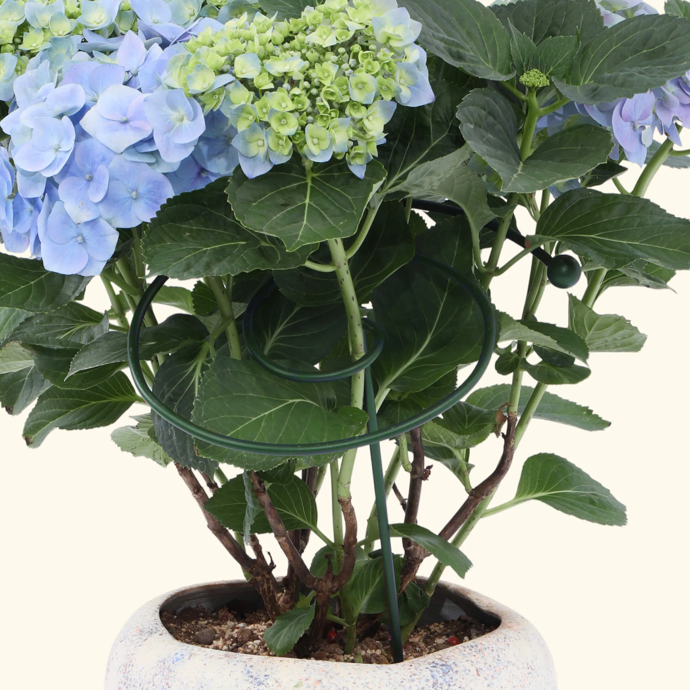 Single Stem Plant Support Spiral - 3 Pack - Image 6