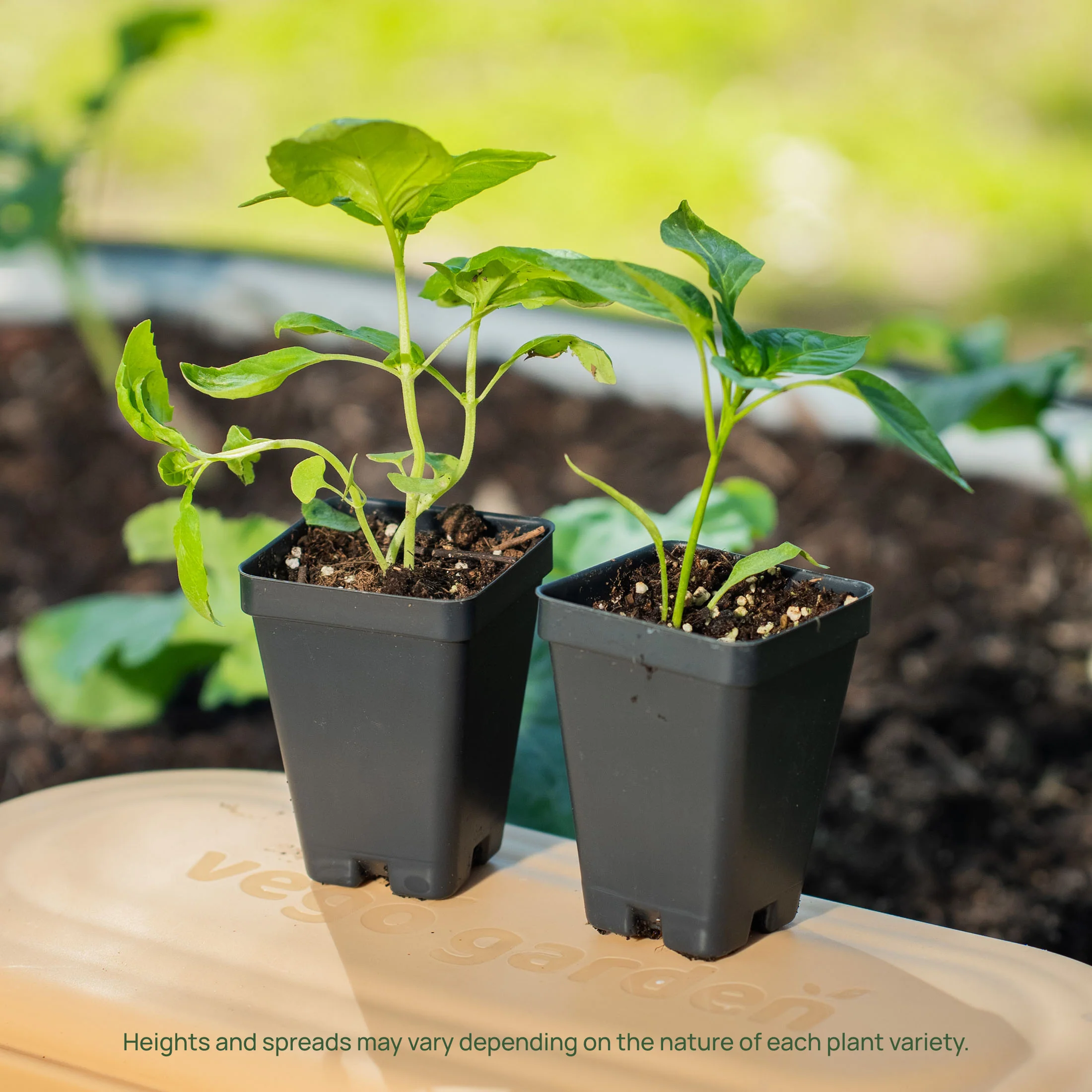 Sweet Banana Pepper Seedling - Image 7